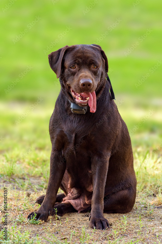 labrador female portrait