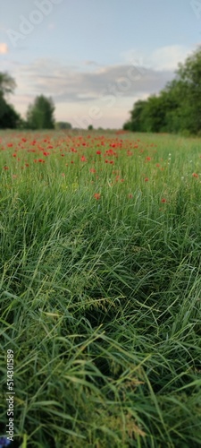 Red poppies on a green field with grass. Wonderful natural view in the Ukrainian village.