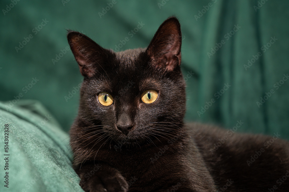 Black cat on a green blanket