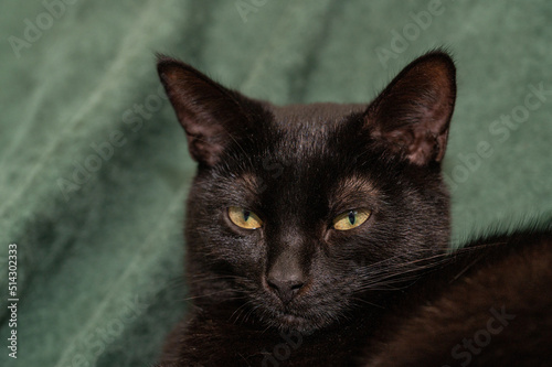 Black cat on a green blanket © Anders93