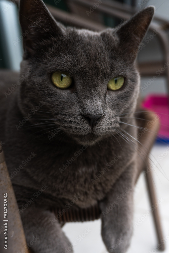 russian blue cat staring at the owner