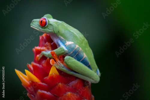 frog in tropical forest of costa rica