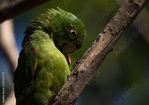 Charming pose of white-eyed parakeet or white-eyed conure (Psittacara leucophthalmus) in natural light. Tropical birds in forest. photo