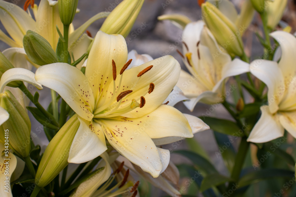 White and yellow lily flowers on stone wall background in the summer garden White and yellow lily flowers on stone wall background in the summer garden