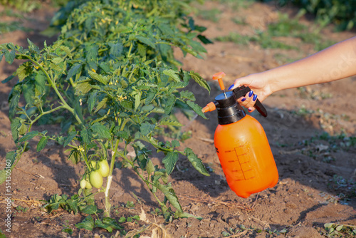 Spraying of tomato bushes. Protecting tomato plants from fungal disease or vermin with pressure sprayer in the garden. The concept of crop protection against pests.