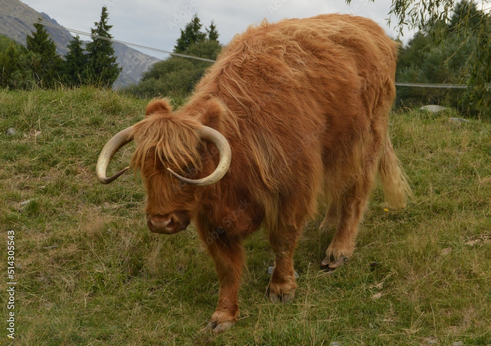 Scottish highland cattle coming down the hill
Scottish highland cattle coming down the hill