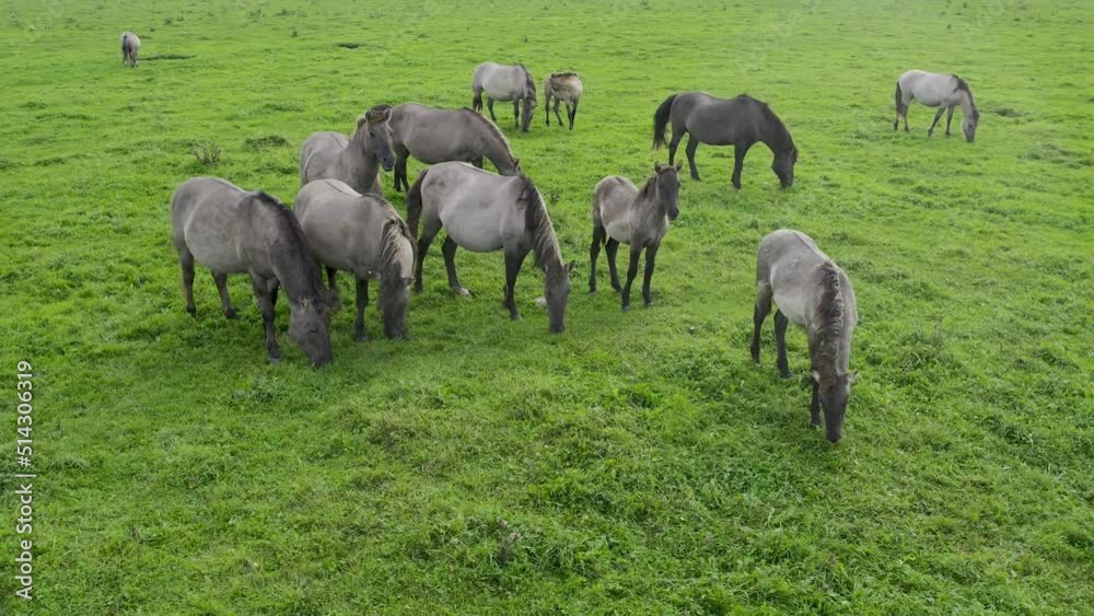 Drone flying around between various brown white mustangs and cows running on meadow and graze grass on the farmland. Group of animals on pasture. Rural scene. Endangered free wild horses in mountains