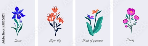 Spring botanical flowers illustrations. Blooming garden flowers. Irises, peony, bird of paradise and tiger lilies. Colorful flat illustrations