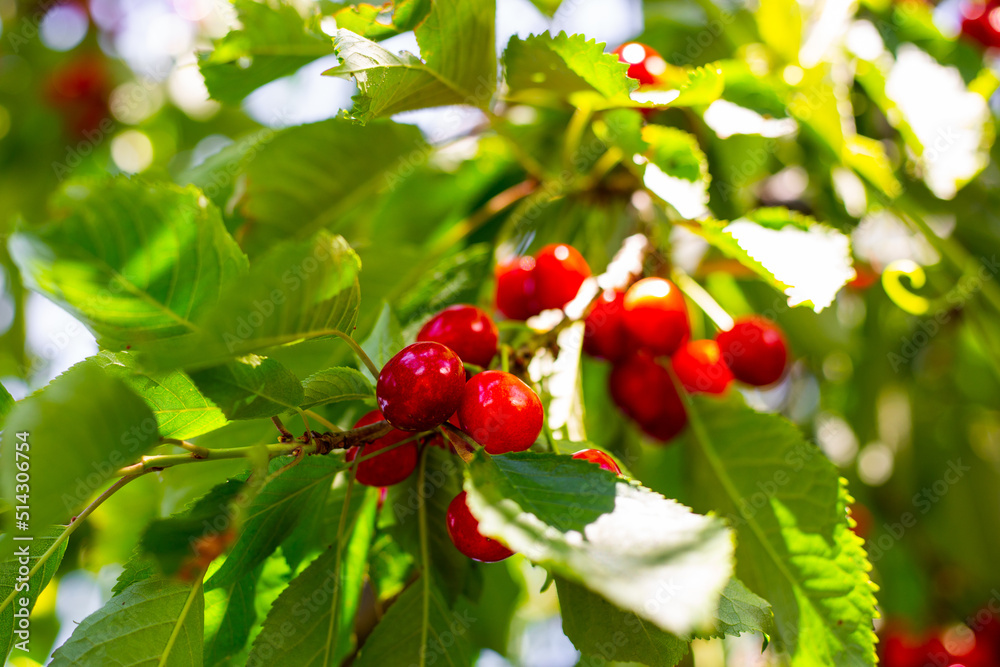 Fototapeta premium ripe red cherry on a tree branch. Harvesting berries in the garden
