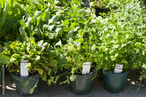 Potted arugula, culantro, and celery in an outdoors green market, Florida, USA
