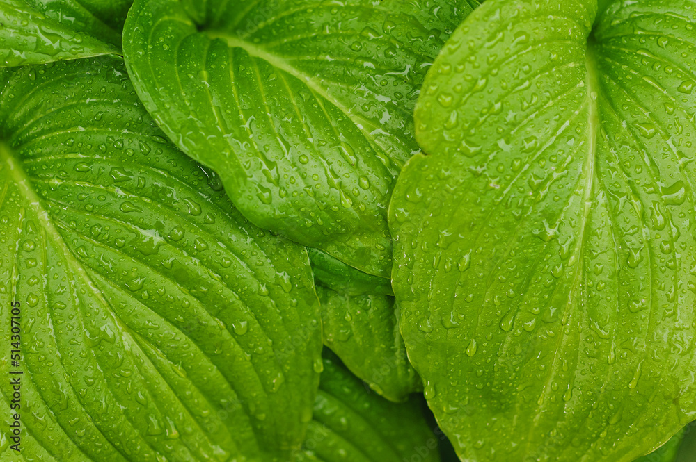 Obraz premium Background, texture of large green hosta leaves in drops of dew, water after rain. Photography of nature in the garden.