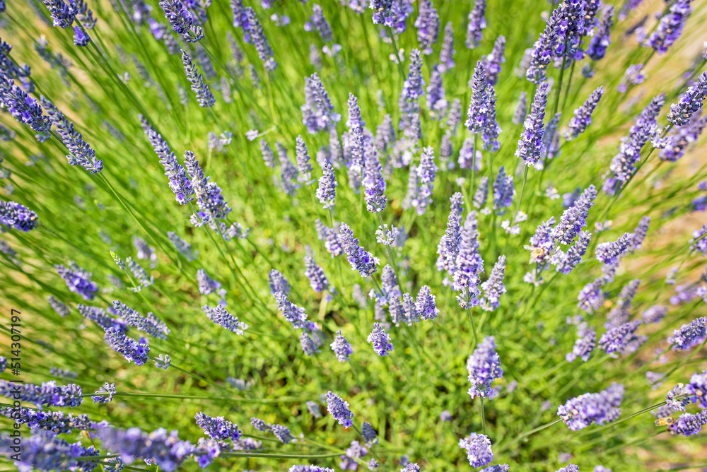 Obraz premium Close-up of organic lavender flowers on a lavender farm 