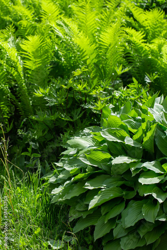 Hosta and Polypodiophyta in the garden in summer. 