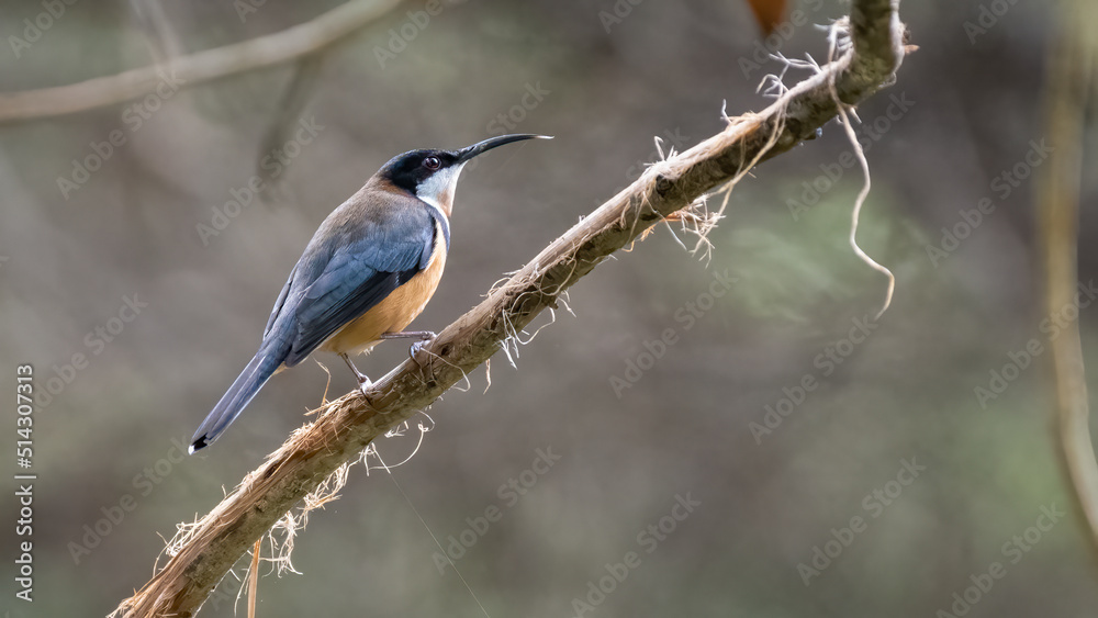 Obraz premium Male eastern spinebill (Acanthorhynchus tenuirostris) perched on a branch in the forest, Sydney, Australia.