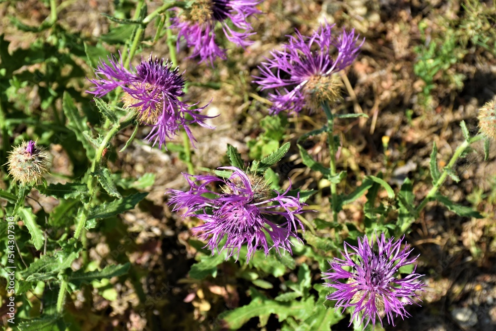 Centaurea Centaurea