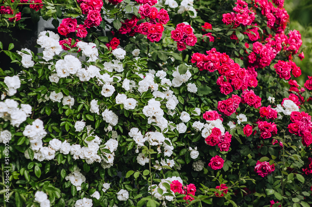 Fototapeta premium Beautiful curly decorative white, pink roses bloom in the garden close-up. Photography of nature, background, texture.