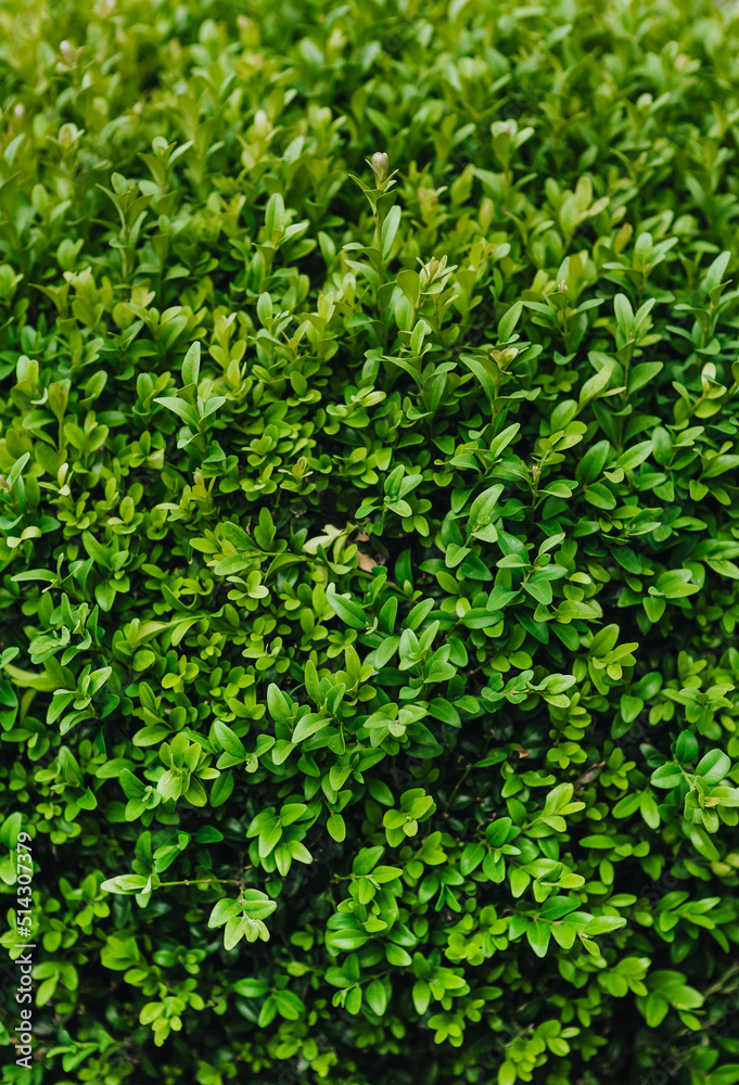 Background, texture of green leaves, foliage of evergreen boxwood. Photography of nature in the garden. Background, texture of green leaves, foliage of evergreen boxwood. Photography of nature in the garden.