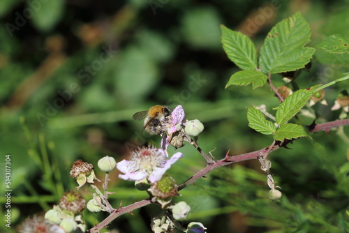 Bee on bramble flower.