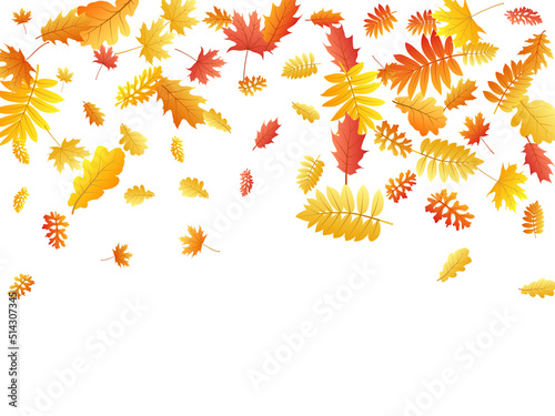Wallpaper Mural Oak, maple, wild ash rowan leaves vector, autumn foliage on white background. Torontodigital.ca