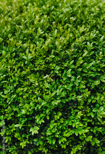 Background  texture of green leaves  foliage of evergreen boxwood. Photography of nature in the garden.
