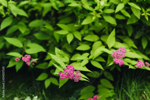 Beautiful pink spirea flowers with green leaves bloom in the garden. Photography of nature.