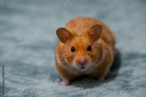 Canvas Print Cute ginger syrian hamster with big ears on grey carpet