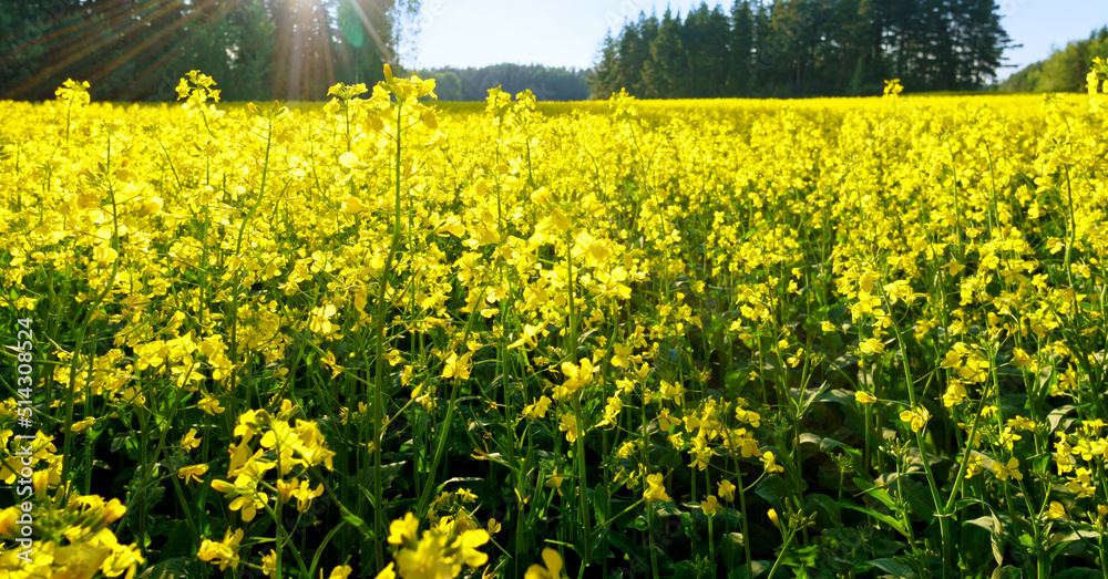 Obraz premium Wide angle view of a field of yellow mustard plants in Rusko, Finland. The sun is setting behind the forest.
