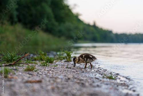 Junge Enten am Fluß auf Futtersuche