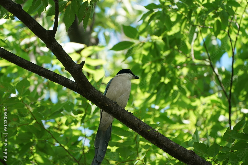 azure winged magpie on a branch azure winged magpie on a branch
