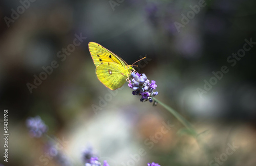 Yellow-green butterfly, close-up, sitting on a lavender flower, surrounded by a white purple, green background