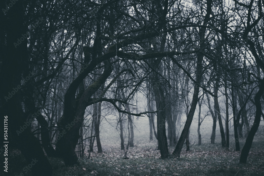 Mystical forest in a fog. Strangers park. Mysterious fairy forest. Dark fantasy wallpaper. Stranger trees in the mist. Scary atmosphere. Paranormal another world. Dark scary park with leaves.