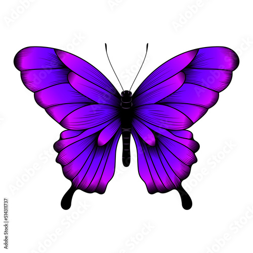 Canvas Print Tropical Purple Butterfly Illustration - Beautiful Butterfly Vector
