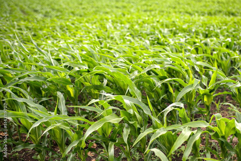 Corn field sunny summer day. Close-up. Focus on foreground Corn field sunny summer day. Close-up. Focus on foreground