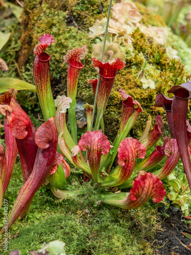 Sarracenia, commonly called trumpet pitcher. Colorful carnivorous pitcher plant. photo