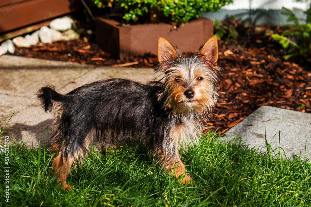 Portrait of a young cute Yorkshire terrier on a grass. Model has slim body type and very friendly face expression with cute brown and black fur and fluffy hairs. Portrait of a young cute Yorkshire terrier on a grass. Model has slim body type and very friendly face expression with cute brown and black fur and fluffy hairs.