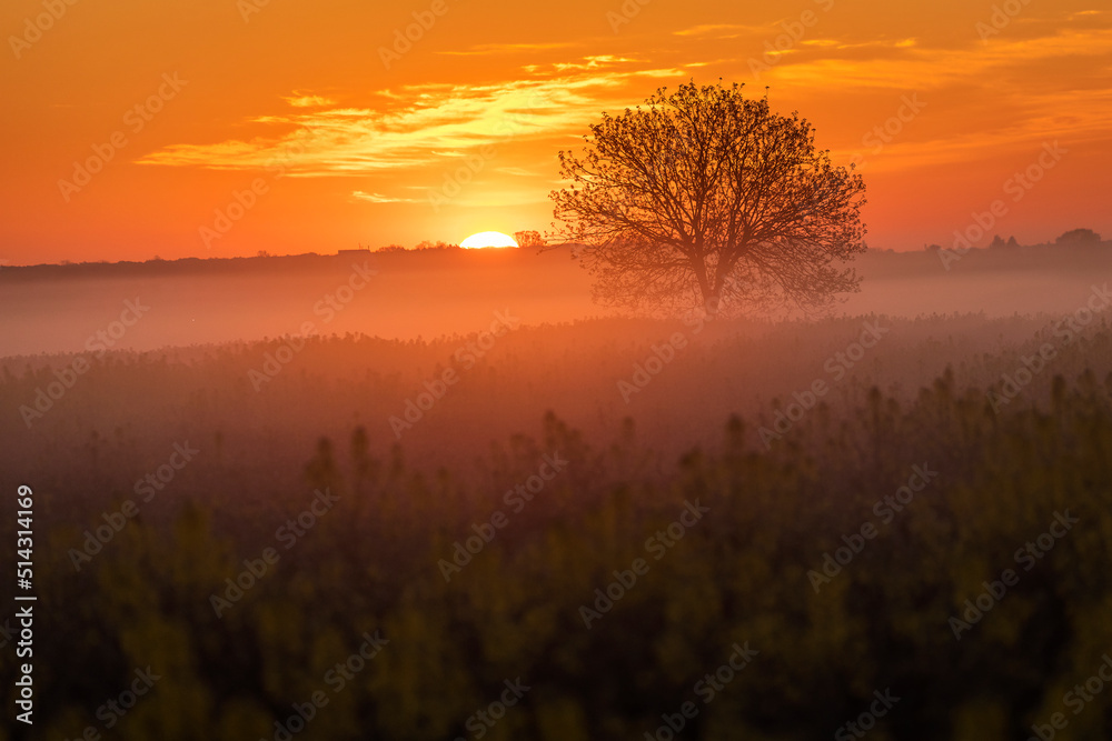Fototapeta premium Single tree in rape field with beautiful and colorful sunrise in background
