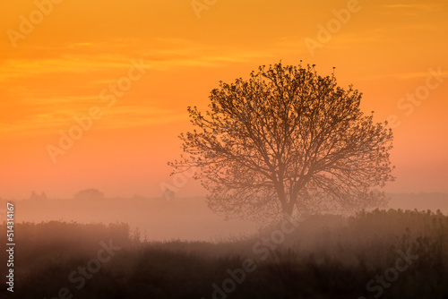 Single tree in rape field with beautiful and colorful sunrise in background © danmir12