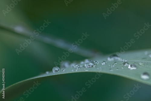 Close-up of green long grass on which several drops of water sit. The background is green.