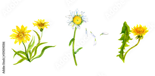 The feral yellow flowers: daisy, camomile, dandelion photo