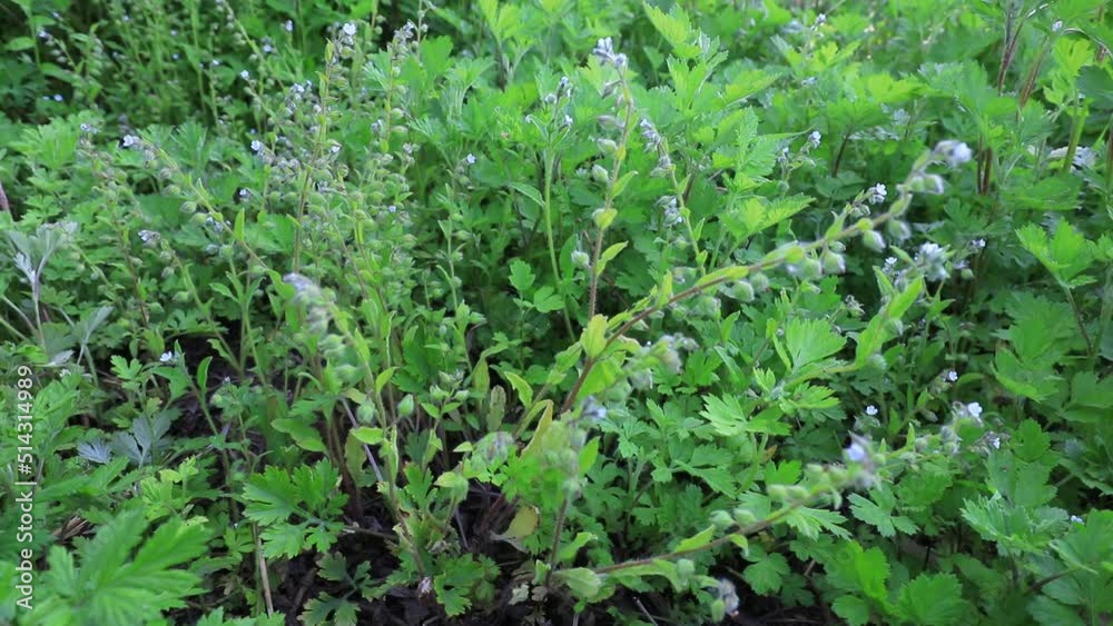 Wild plants in the park, North China Wild plants in the park, North China