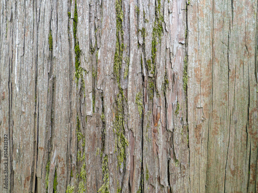 Bark close-up. Wrinkled skin of a tree. Southern tree bark. Protection