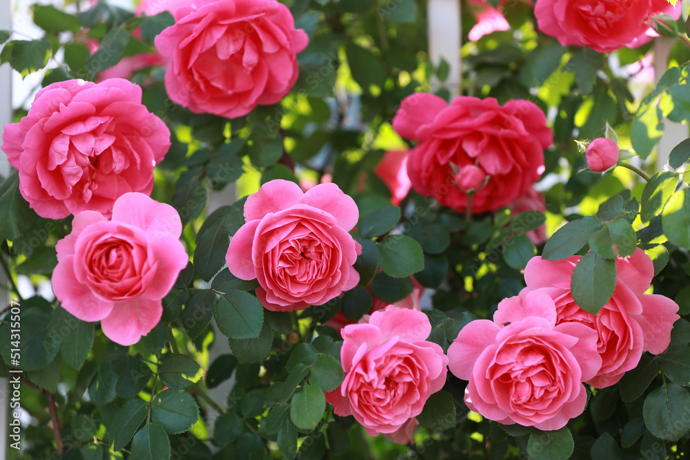 Blooming roses in the park, North China