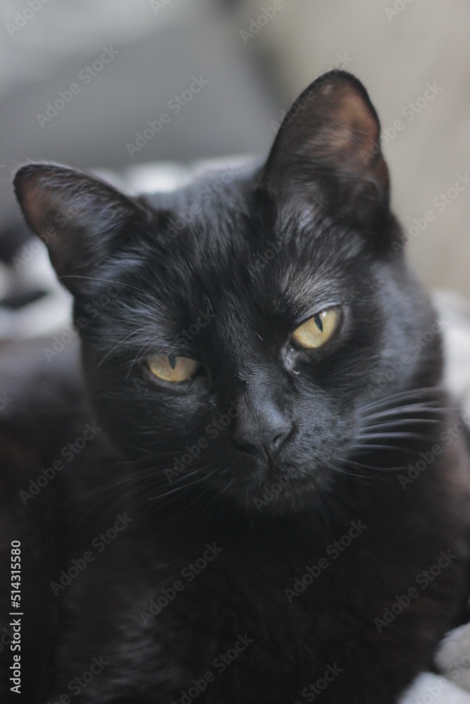 Black cat with yellow eyes laying on top of a blanket on a couch Stock ...
