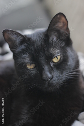 Black cat with yellow eyes laying on top of a blanket on a couch