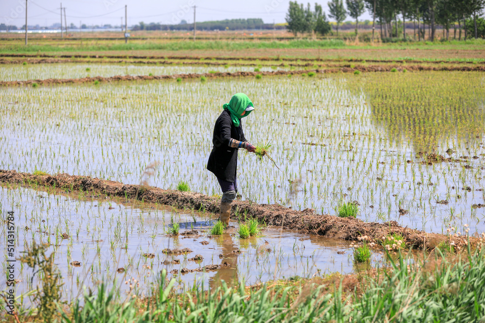 Obraz premium Farmers plant rice seedlings in paddy fields, North China