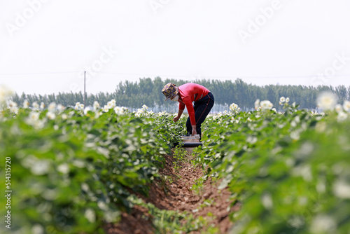 Farmers work hard in potato fields, North China