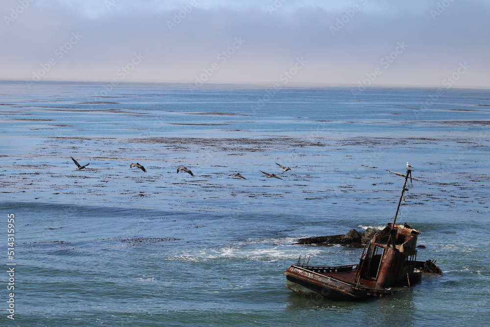 Wrecked ship with pelican