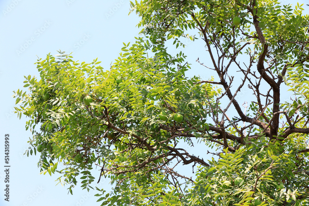 A 500 year old civilian fruit tree still bears fruit, North China A 500 year old civilian fruit tree still bears fruit, North China