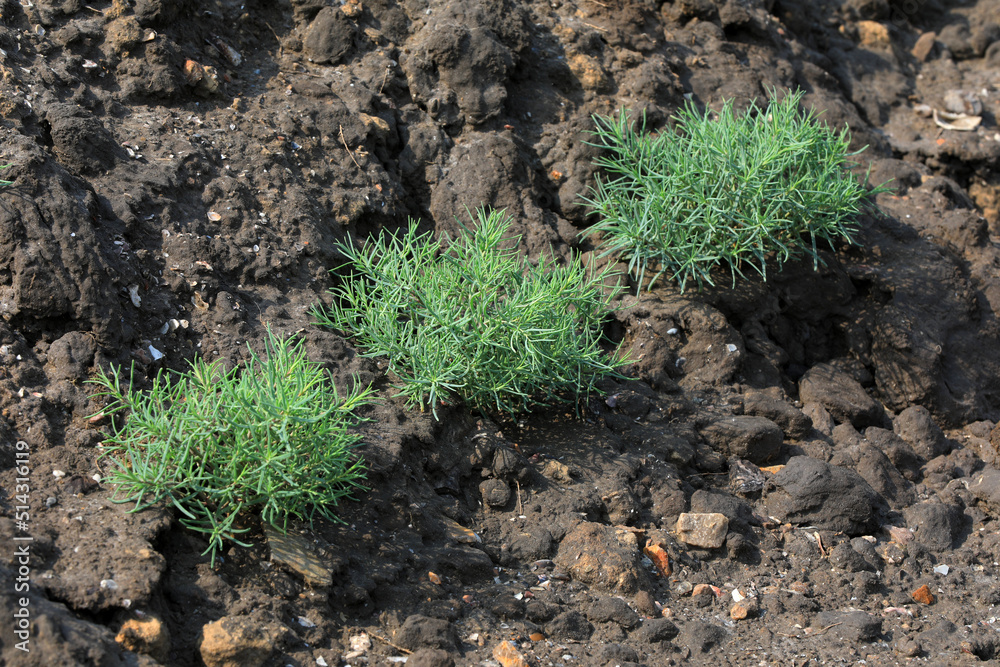 Wild Halophytes in natural environment, North China
