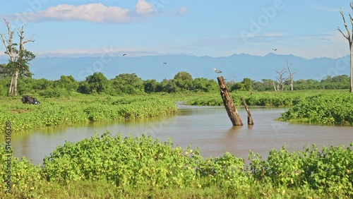 Water reserve filled with lush green foliage and wildlife with safari vehicle driving in Udawalave National Park in Sri Lanka photo